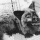 A fox used in Dmitry Belyaev’s famous breeding experiment.